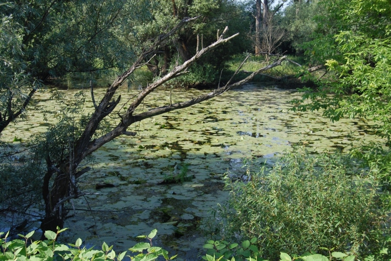 Obec Klin nad Bodrogom